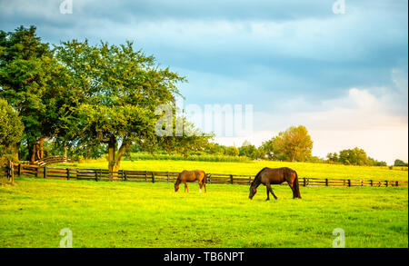 Zwei Pferde grasen auf einer Farm in zentralen Kentucky Stockfoto