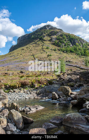 Die Ansicht im Borrowdale-tal Langstath Beck, im Vordergrund, bluebells decken die Moorlandschaft mit Eagle Crag, gegen den blauen Himmel umrissen, Cumbri Stockfoto