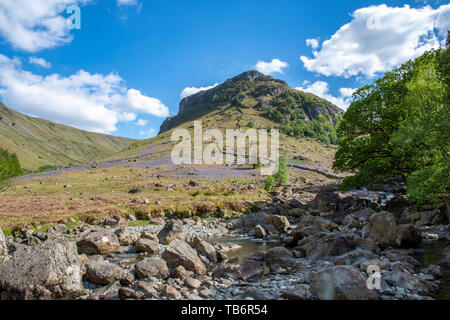 Die Ansicht im Borrowdale-tal Langstath Beck, im Vordergrund, bluebells decken die Moorlandschaft mit Eagle Crag, gegen den blauen Himmel umrissen, Cumbri Stockfoto