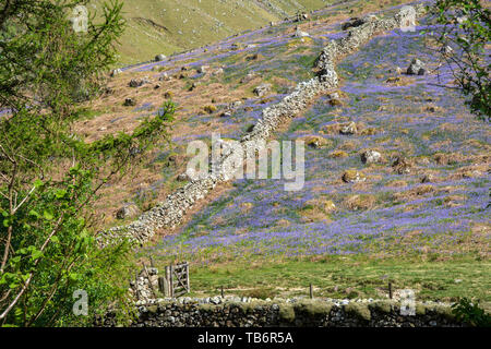 Blue Bells auf Stonethwaite fiel oben Langstath Beck, Cumbria Lake District National Park GROSSBRITANNIEN Stockfoto