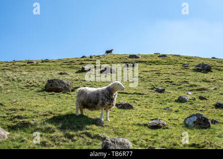 Schafe auf den Fjälls Stonethwaite fiel, Cumbira Borrowdale, in der Nähe von Keswick, Lake District National Park GROSSBRITANNIEN Stockfoto