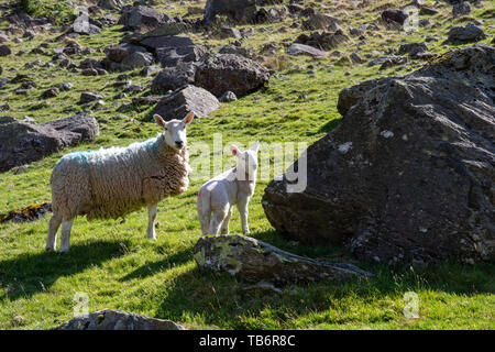 Schaf und Lamm auf der Fells Stonethwaite Cumbira Borrowdale, in der Nähe von Keswick, Lake District National Park GROSSBRITANNIEN Stockfoto