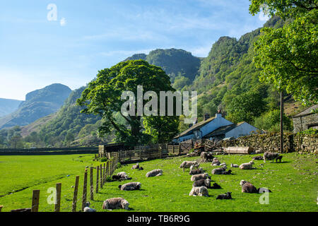 Der Blick von der Langstath Stonethwaite Dorf in Richtung Tal mit herdwick Schafe und Lämmer in den Feldern Stockfoto