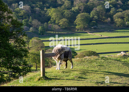 Schafe auf den Fjälls Stonethwaite fiel, Cumbira Borrowdale, in der Nähe von Keswick, Lake District National Park GROSSBRITANNIEN Stockfoto