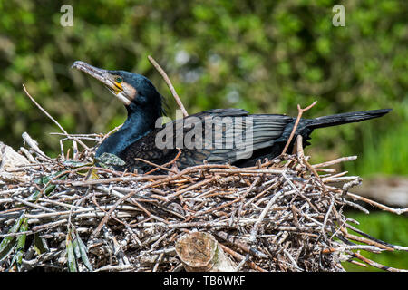 Kormoran/große schwarze Kormoran (Phalacrocorax carbo) Zucht Eier auf großen Nest aus Zweigen im Frühjahr gemacht Stockfoto