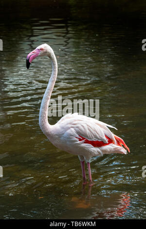 Mehr Flamingo (Phoenicopterus Roseus) im seichten Wasser des Sees, beheimatet in Afrika, Eurasien und Südeuropa Stockfoto