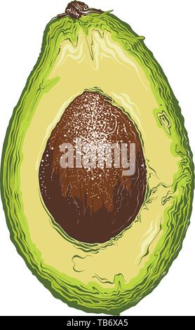 Hand gezeichnete Skizze der halbe Avocado in Farbe. Auf weissem Hintergrund. Zeichnung für Poster, Dekoration und Drucken. Vector Illustration Stock Vektor