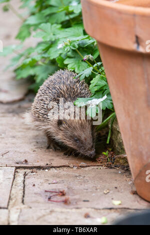 Erinaceus europaeus. Junge Igel gehen auf einen Garten Weg. Großbritannien Stockfoto