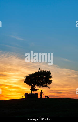 Mann ein Hund bis zu der Gedenkstätte Baum. Einzelne Buche über Cleeve Hill gemeinsame bei Sonnenuntergang. Der höchste Baum in den Cotswolds. UK. Silhouette Stockfoto