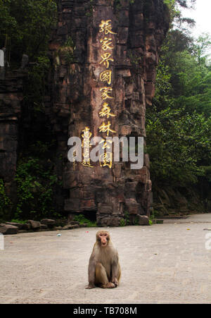 Ein Macaque sitzt im Tor von Zhangjiajie National Forest Park, ein Wald Makaken in Granby Stockfoto