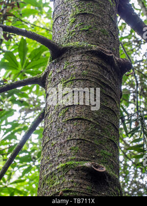 Stamm und Äste junge Kauri Baum, Pohueroa, Brunswick, Whanganui, Neuseeland Stockfoto