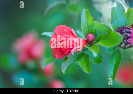 In der Nähe von mehrere Blüten und Knospen der Granatapfel am Baum mit grünen defokussiertem Hintergrund Stockfoto