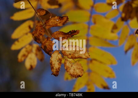 Hintergrundbeleuchtung Orange Herbst Blätter der Eberesche (Sorbus aucuparia). Muir von Dinnet NNR, Cairngorms, Schottland, Großbritannien. Stockfoto