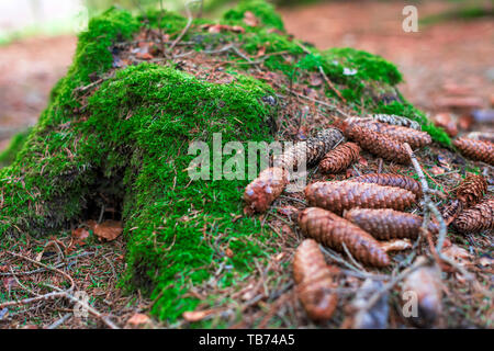 Viele verschiedene Größen Tanne Kegel auf dem Boden in der Nähe von einem Baumstamm in Moos im Nationalpark Harz, Deutschland abgedeckt. Stockfoto