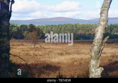 Kiefernwald und die fernen Hügel über Heide Heide. Muir von Dinnet, Cairngorms, Schottland, Großbritannien. Stockfoto