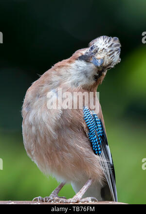 Detaillierte, Porträt, Nahaufnahme Vorderansicht des Wilden, Jugendkriminalität, Britische Jay Bird (Garrulus glandarius) in natürlichen DE Outdoor Lebensraum in den lustigen Stellen isoliert. Stockfoto