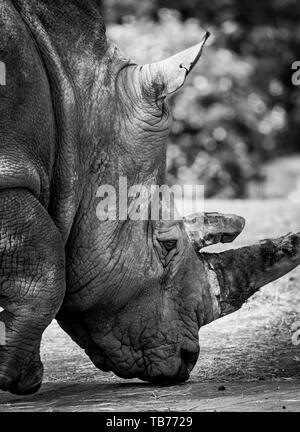 Seitenansicht des südlichen Weißen Nashorns (Kopf und Schultern). Ceratotherium simum draußen in der Sonne. Arty, schwarz-weiße Tierfotografie. Stockfoto