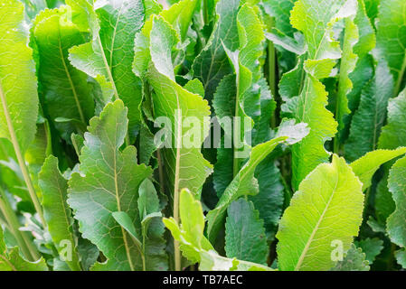 Meerrettich oder Armoracia rusticana Blätter in der Nähe im Sommer Garten Stockfoto