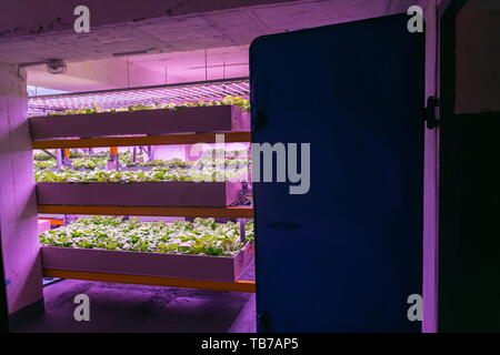 Regale mit Kopfsalat in aquaponics System die Kombination von Fisch der Aquakultur mit Hydrokultur, Pflanzen kultivieren in Wasser unter künstlicher Beleuchtung, innen Stockfoto