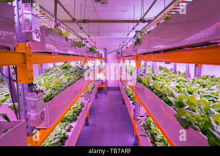 Regale mit Kopfsalat in aquaponics System die Kombination von Fisch der Aquakultur mit Hydrokultur, Pflanzen kultivieren in Wasser unter künstlicher Beleuchtung, innen Stockfoto