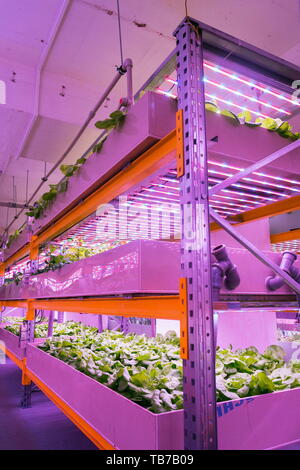 Regale mit Kopfsalat in aquaponics System die Kombination von Fisch der Aquakultur mit Hydrokultur, Pflanzen kultivieren in Wasser unter künstlicher Beleuchtung, innen Stockfoto