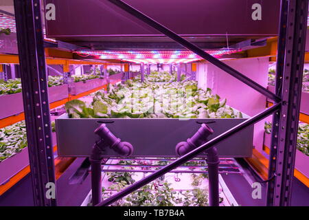 Regale mit Kopfsalat in aquaponics System die Kombination von Fisch der Aquakultur mit Hydrokultur, Pflanzen kultivieren in Wasser unter künstlicher Beleuchtung, innen Stockfoto