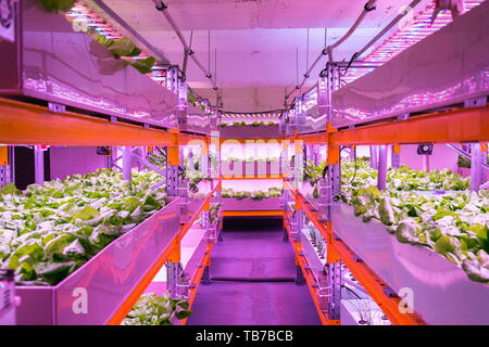 Regale mit Kopfsalat in aquaponics System die Kombination von Fisch der Aquakultur mit Hydrokultur, Pflanzen kultivieren in Wasser unter künstlicher Beleuchtung, innen Stockfoto