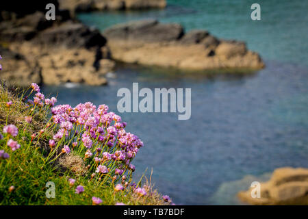 Foto der Landschaft mit blühender Wiese mit Meeresgrund. Knoblauchblüten. Rosa Blumen Wiese. Stockfoto