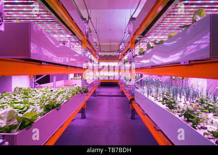 Regale mit Kopfsalat in aquaponics System die Kombination von Fisch der Aquakultur mit Hydrokultur, Pflanzen kultivieren in Wasser unter künstlicher Beleuchtung, innen Stockfoto