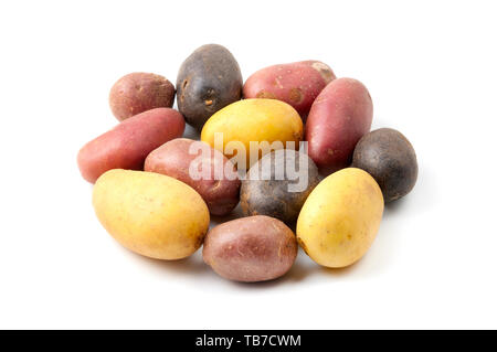 Kartoffeln mit unterschiedlicher Pigmentierung (Solanum tuberosum) auf weißem Hintergrund Stockfoto