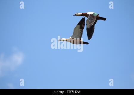 Ruddy Brandgänse (Tadorna ferruginea) fliegen vor blauem Himmel, Allgäu, Bayern, Deutschland Stockfoto