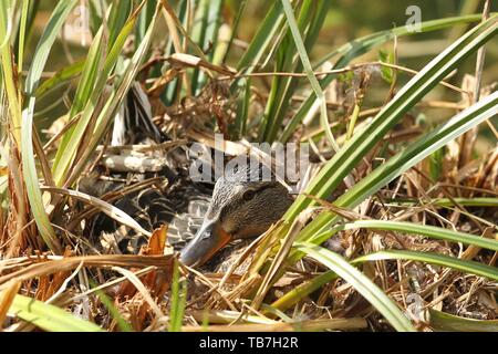 Stockente (Anas platyrhynchos) Rassen auf dem Nest, Allgäu, Bayern, Deutschland Stockfoto