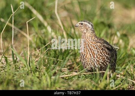 Gemeinsame Wachtel (Coturnix coturnix) im Feld, Lower Austria, Austria Stockfoto