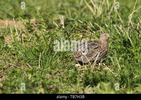 Gemeinsame Wachtel (Coturnix coturnix) im Feld, Lower Austria, Austria Stockfoto