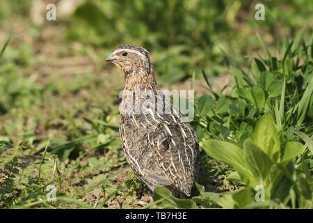Gemeinsame Wachtel (Coturnix coturnix) im Feld, Lower Austria, Austria Stockfoto