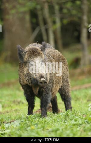 Wildschwein (Sus scrofa), tusker im Feld, Allgäu, Bayern, Deutschland Stockfoto