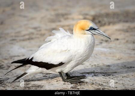 Australasian Gannet (Morus serrator), Tölpel Kolonie Kap-entführer, Hawke's Bay, Hastings, North Island, Neuseeland Stockfoto