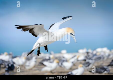 Australasian Gannet (Morus serrator) im Flug, bescheuert Kolonie Kap-entführer, Hawke's Bay, Hastings, North Island, Neuseeland Stockfoto