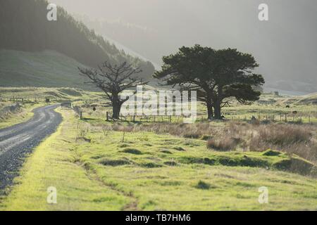 East Cape Schotterstraße, Gisborne, North Island, Neuseeland Stockfoto