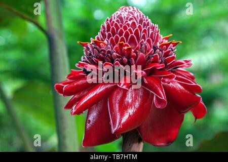 Blume der Fackel Ingwer (Etlingera elatiorbegonie Erdbeere), Costa Rica Stockfoto