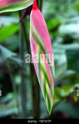 Heliconia (Heliconia chartacea), Rosa, Blume, Detailansicht, Costa Rica Stockfoto