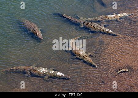 Amerikanische Krokodile (Crocodylus acutus), Rest im Wasser, Rio Tarcoles, Carara Nationalpark, Provinz Puntarenas, Costa Rica Stockfoto