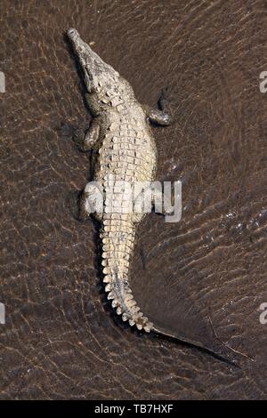 Spitzkrokodil (Crocodylus acutus) liegt im Wasser, von oben, Rio Tarcoles, Carara Nationalpark, Provinz Puntarenas, Costa Rica Stockfoto