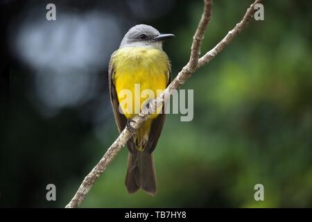 Schafstelze (Motacilla flava) sitzt auf Zweig, Provinz Alajuela, Costa Rica Stockfoto