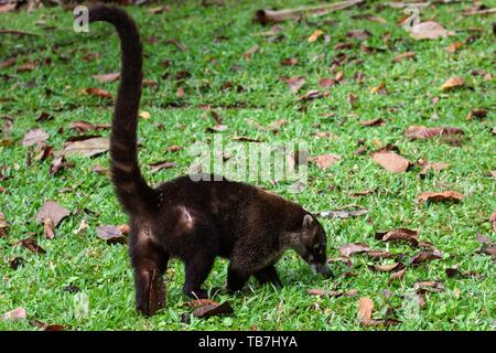 Weiße Nase Nasenbär (Nasua narica), Provinz Alajuela, Costa Rica Stockfoto