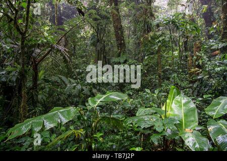 Dichte Vegetation im Nebelwald, Reserva Bosque Nuboso Santa Elena, Provinz Guanacaste, Costa Rica Stockfoto