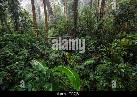 Brücke entlang der Encantado Trail mit dichter Vegetation im Nebelwald, Reserva Bosque Nuboso Santa Elena, Provinz Guanacaste, Costa Rica Stockfoto