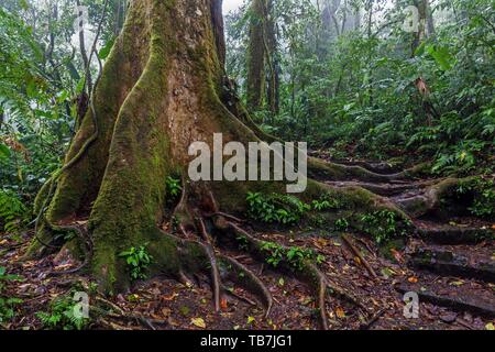 Tropischen Baum im Nebelwald, Wanderweg Encantado Trail, Reserva Bosque Nuboso Santa Elena, Provinz Guanacaste, Costa Rica Stockfoto