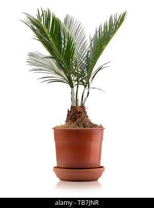 Home palm Cycas revoluta im Topf auf einem weißen Hintergrund. Stockfoto