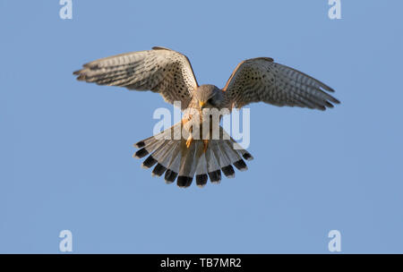 Nahaufnahme des wilden, britischen Turmfalkenvogels (Falco tinnunculus), isoliert, hoch oben in der Luft mit blauem Himmel Hintergrund schwebend. Stockfoto